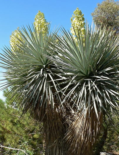 Yucca luminosa image