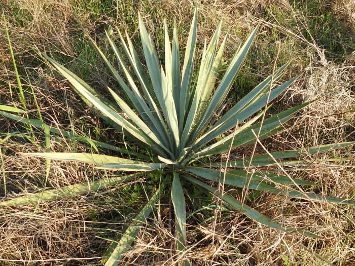 Yucca pallida image