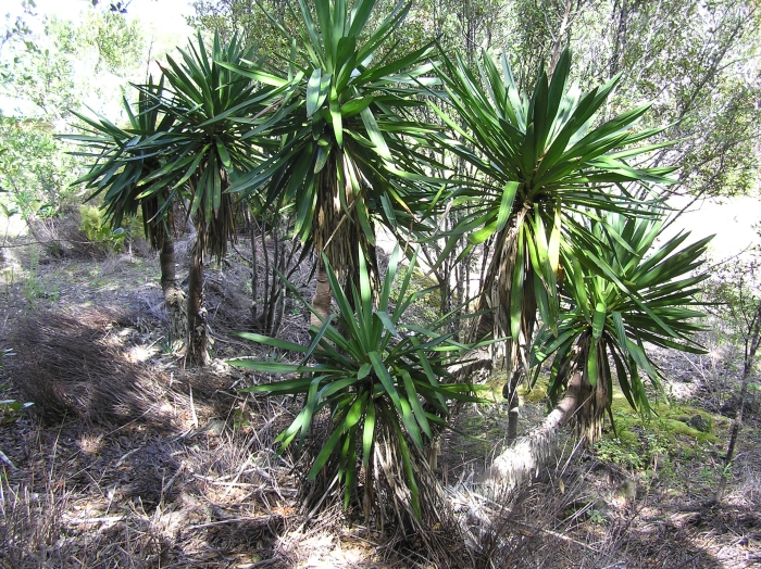 Yucca recurvifolia image