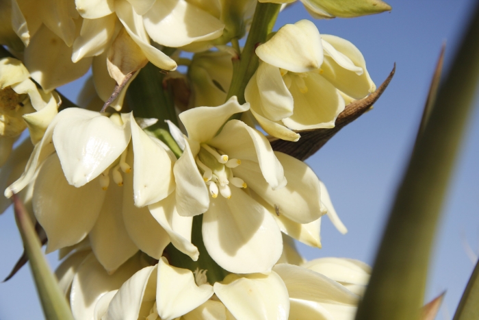 Yucca schidigera image