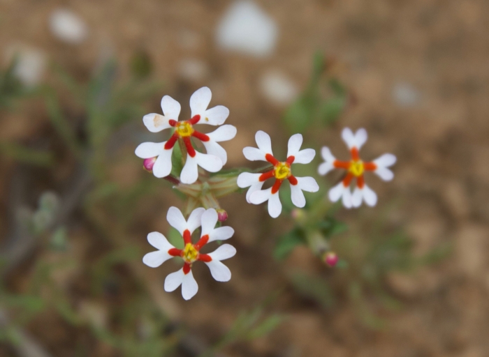 Zaluzianskya ovata image