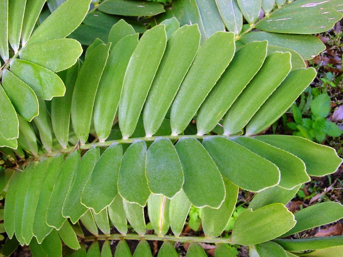 Zamia furfuracea image