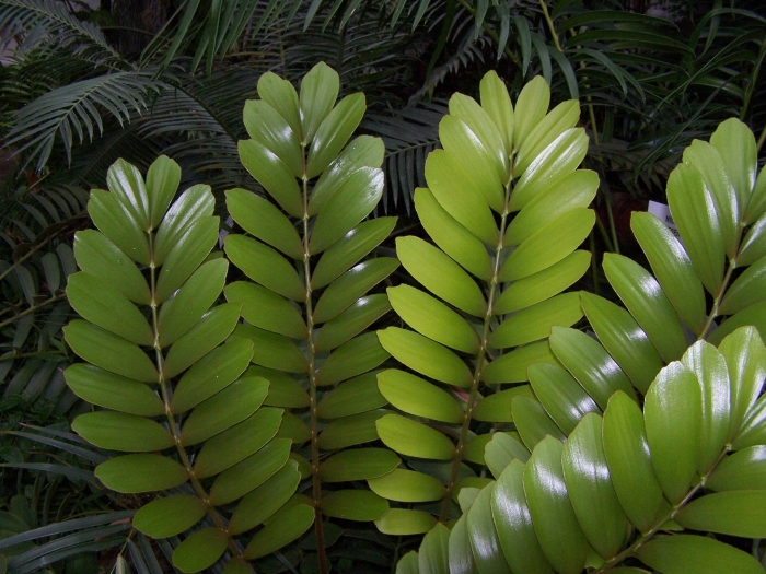 Zamia pumila image