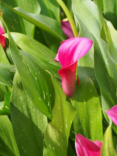 Zantedeschia pentlandii image