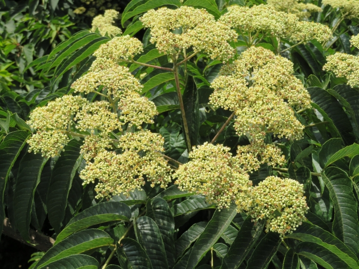 Zanthoxylum ailanthoides image