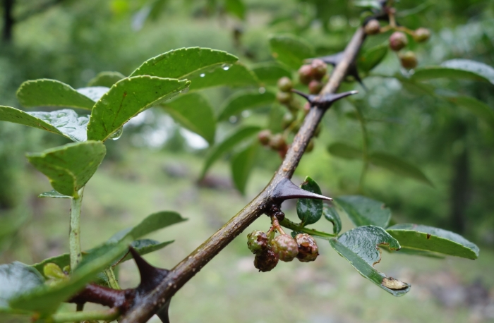 Zanthoxylum bungeanum image