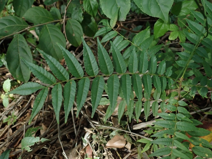 Zanthoxylum martinicense image