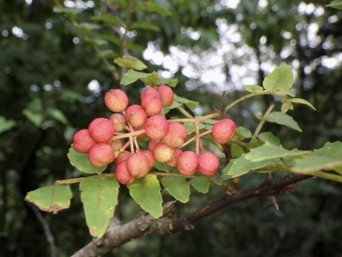 Zanthoxylum piperitum image