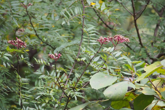 Zanthoxylum schinifolium image