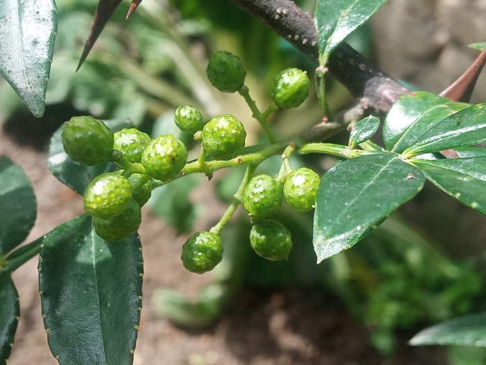 Zanthoxylum simulans image