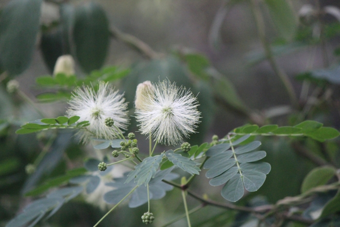 Zapoteca formosa image