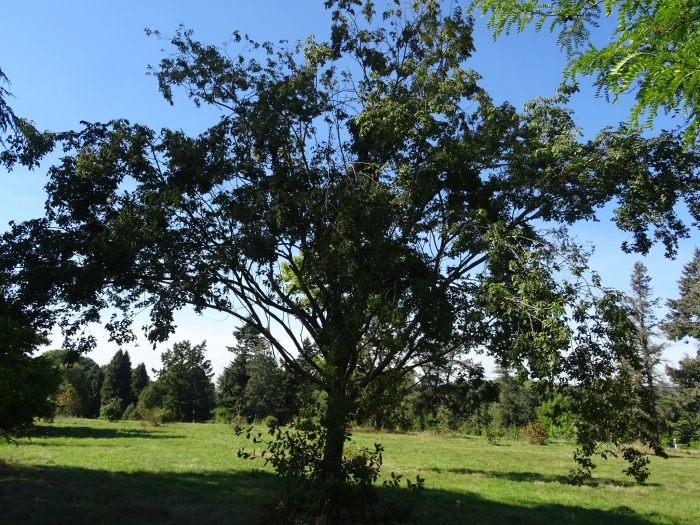 Zelkova carpinifolia image