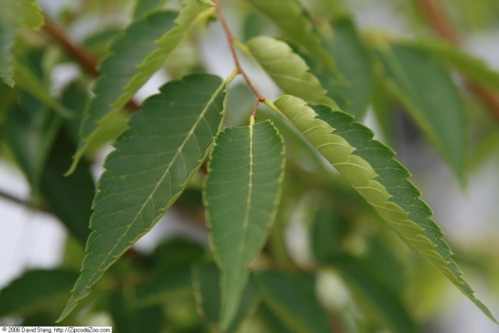 Zelkova serrata image