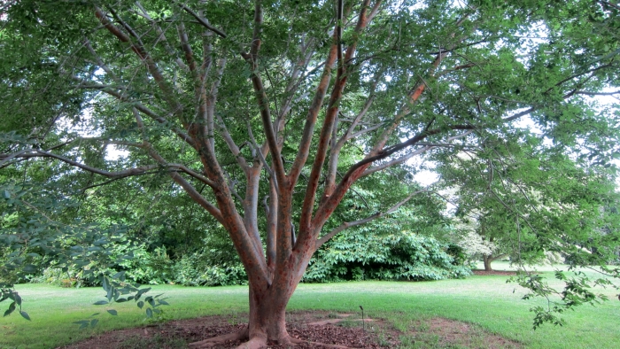 Zelkova sinica image