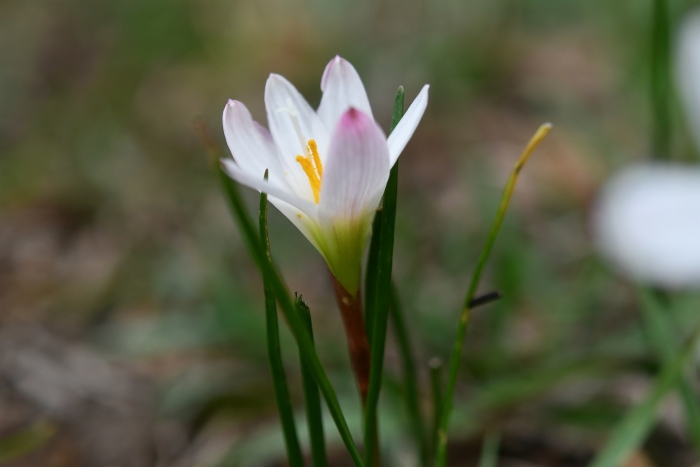 Zephyranthes minuta image