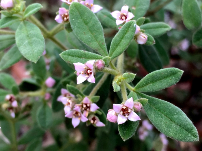 Zieria cytisoides image