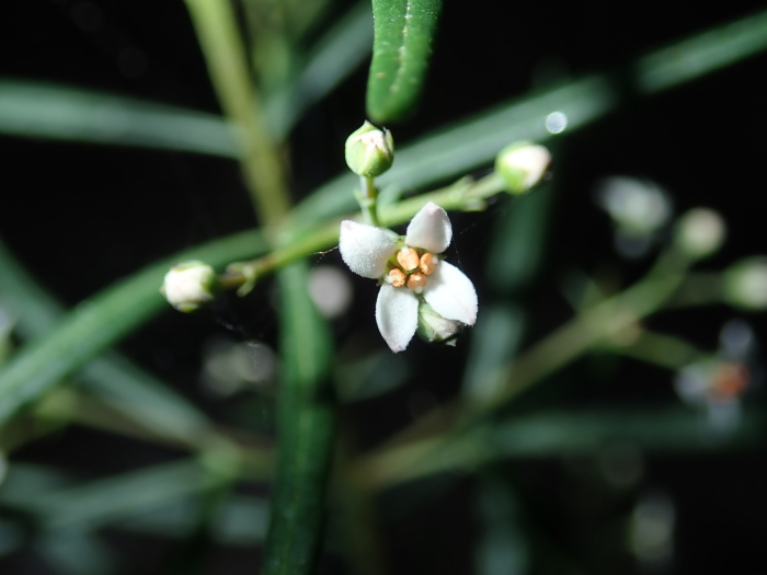 Zieria laevigata image