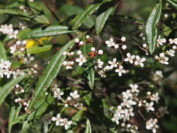 Zieria smithii image
