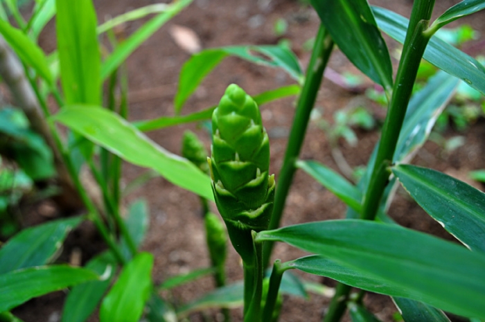 Zingiber officinale image