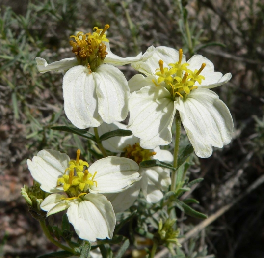 Zinnia acerosa image