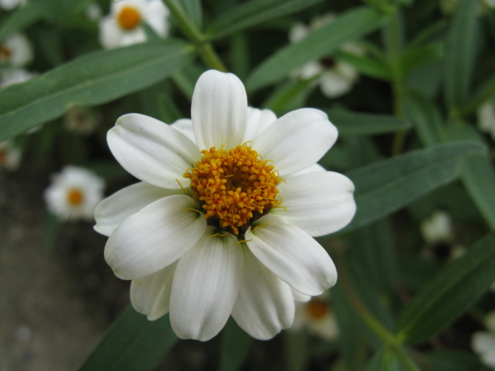Zinnia angustifolia image
