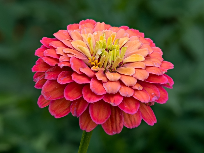 Zinnia elegans image