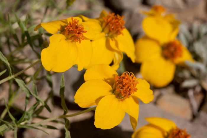 Zinnia grandiflora image