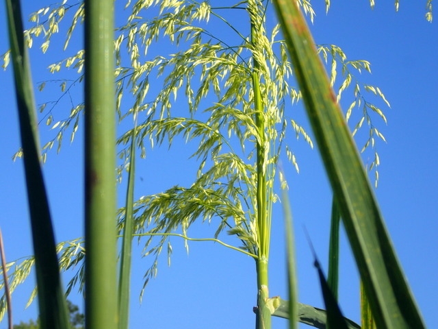 Zizania aquatica image
