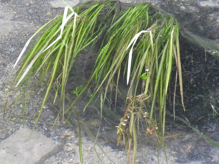 Zizania texana image