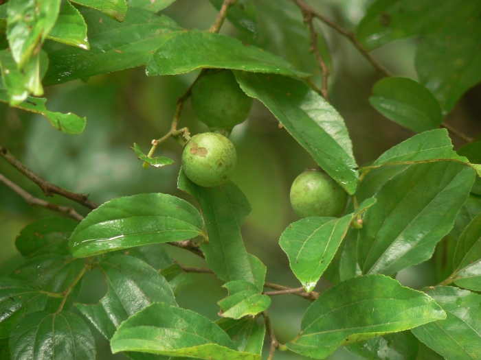 Ziziphus mauritiana image