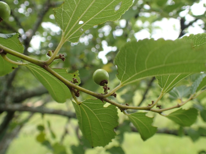 Ziziphus mucronata image