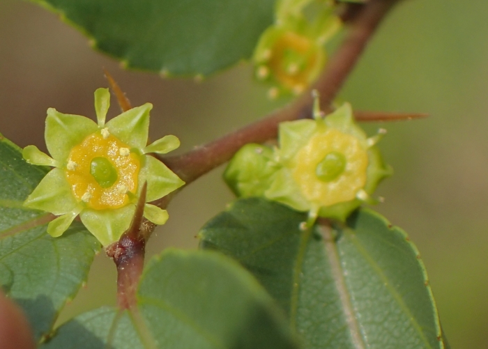 Ziziphus zeyheriana image