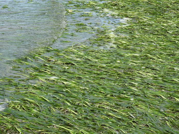 Zostera marina image