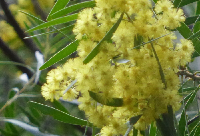 Acacia boormanii image