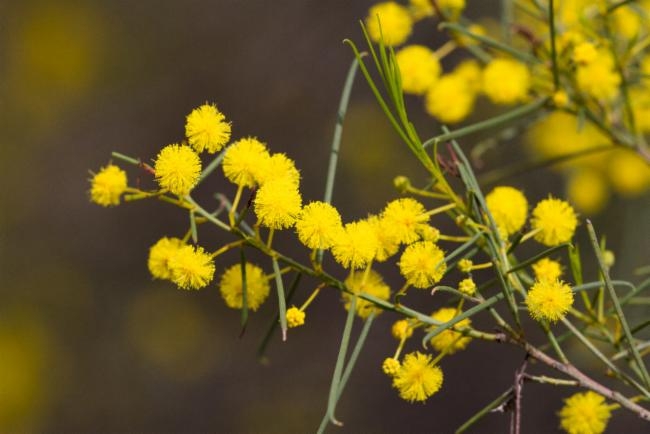 Acacia calamifolia image