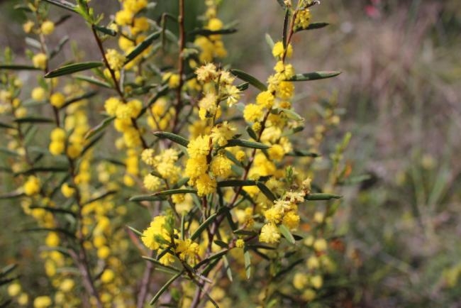 Acacia cochlearis image