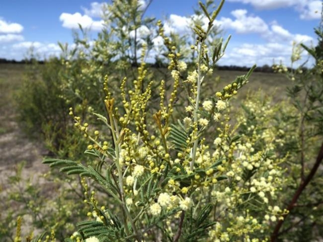 Acacia deanei image