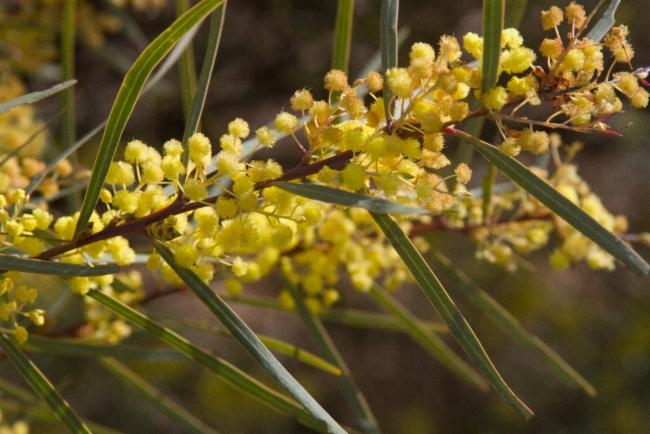 Acacia iteaphylla image