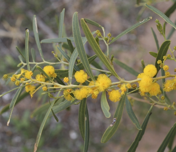 Acacia ligulata image