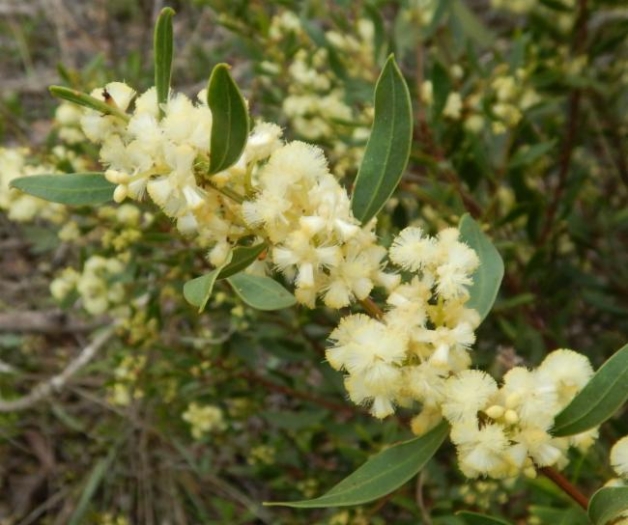 Acacia myrtifolia image