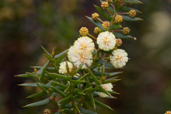 Acacia rupicola image