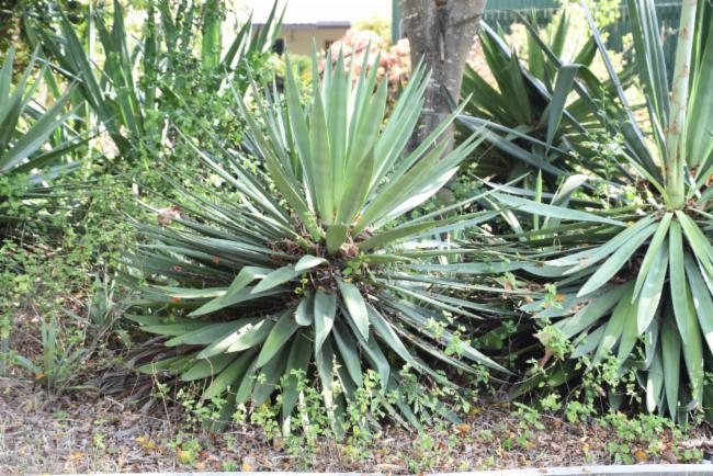 Agave sisalana image