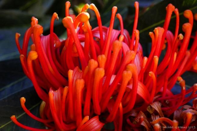 Alloxylon flammeum image
