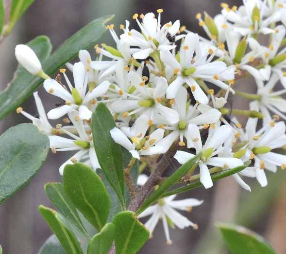 Bursaria spinosa image