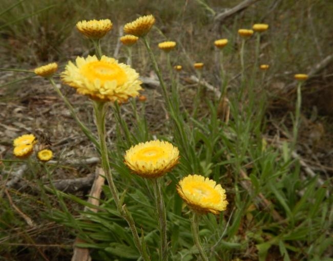 Coronidium scorpioides image