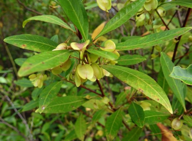 Dodonaea triquetra image