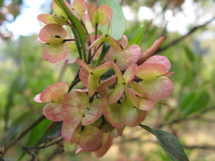 Dodonaea viscosa image