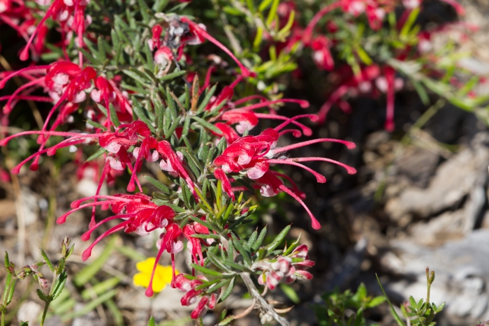 Grevillea lavandulacea image