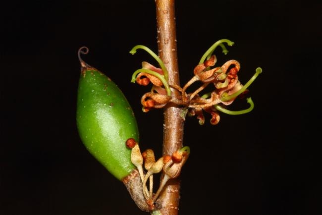 Hakea ceratophylla image