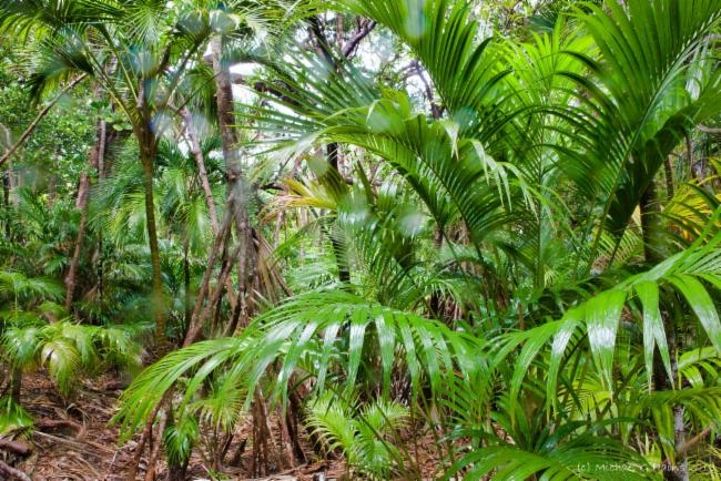 Howea forsteriana image